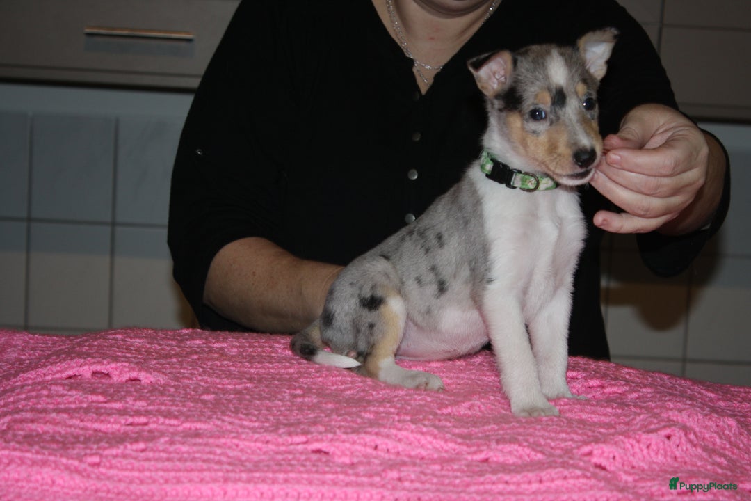 Schotse Herdershond korthaar honden te koop: Schotse Herdershond Korthaar pups met stamboom FCI - Advertentie 9