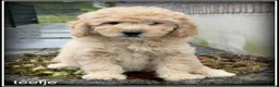 Labradoodle honden te koop: Labradoodle F4 pups medium mogen het nest verlaten - Advertentie 10