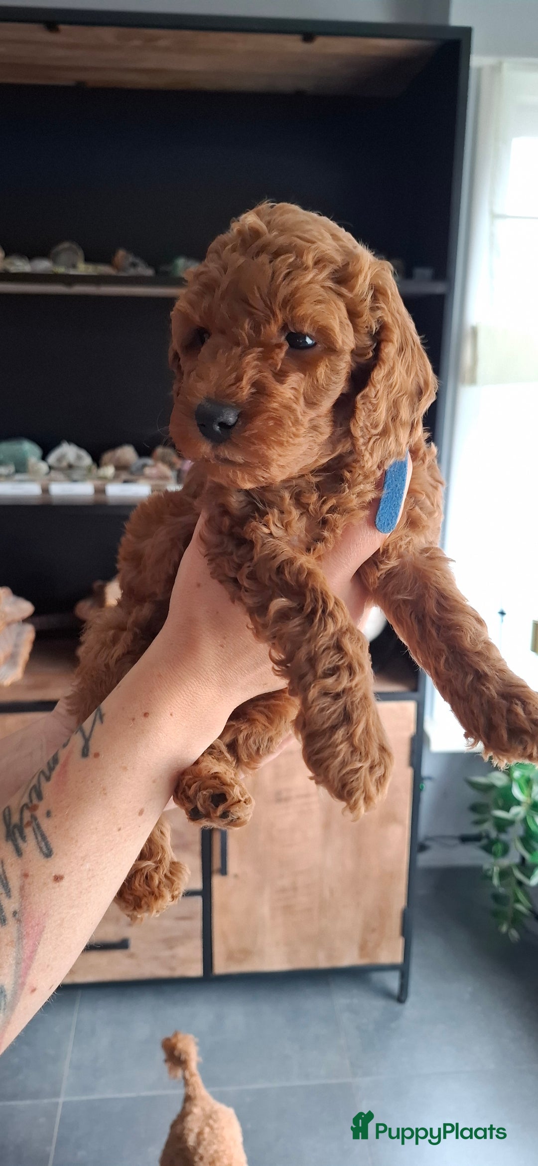 Dwergpoedel honden te koop: Dwergpoedel pups - Afbeelding 3
