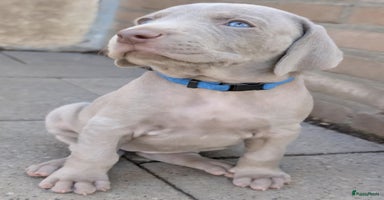 Weimarse Staande Hond korthaar honden in Stein - Advertentie 7