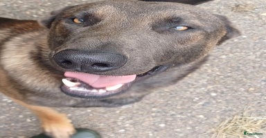 Mechelse Herder honden - Advertentie 6