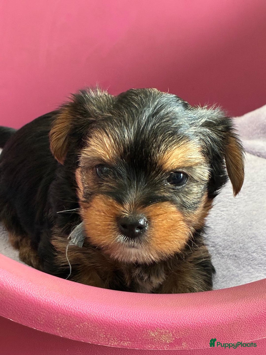 Kruising honden te koop: Biewer/Yorkshire pups - Advertentie 15