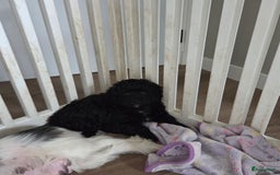 Boomer honden te koop: Lieve rustige boompoo pups in Barneveld - Afbeelding 2