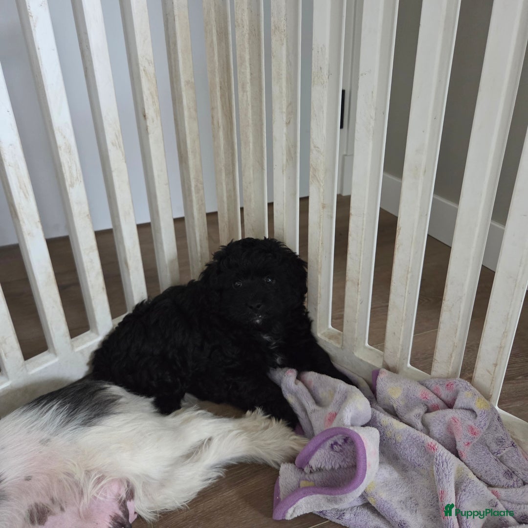 Boomer honden te koop: Lieve rustige boompoo pups in Barneveld - Afbeelding 2