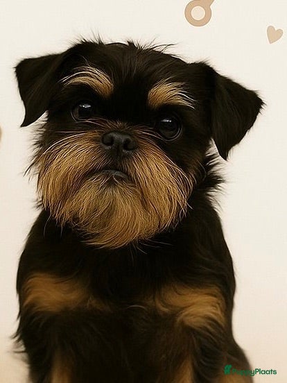 Kruising honden Griffon Belge X Bolonka Zwetna puppy - mini doodle - Advertentie 13