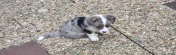 Welsh Corgi Cardigan honden te koop: Welsh corgi cardigan pups, blue merle - Advertentie 17
