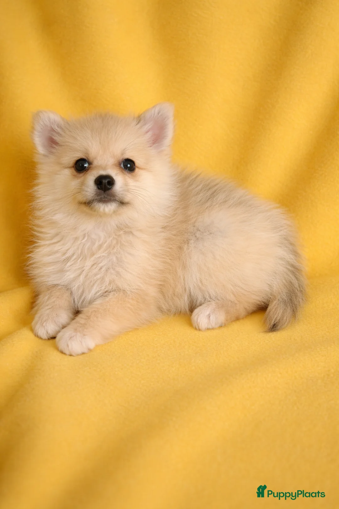 Pomeriaan honden te koop: Geweldige gezin Pomernians!  - Advertentie 2