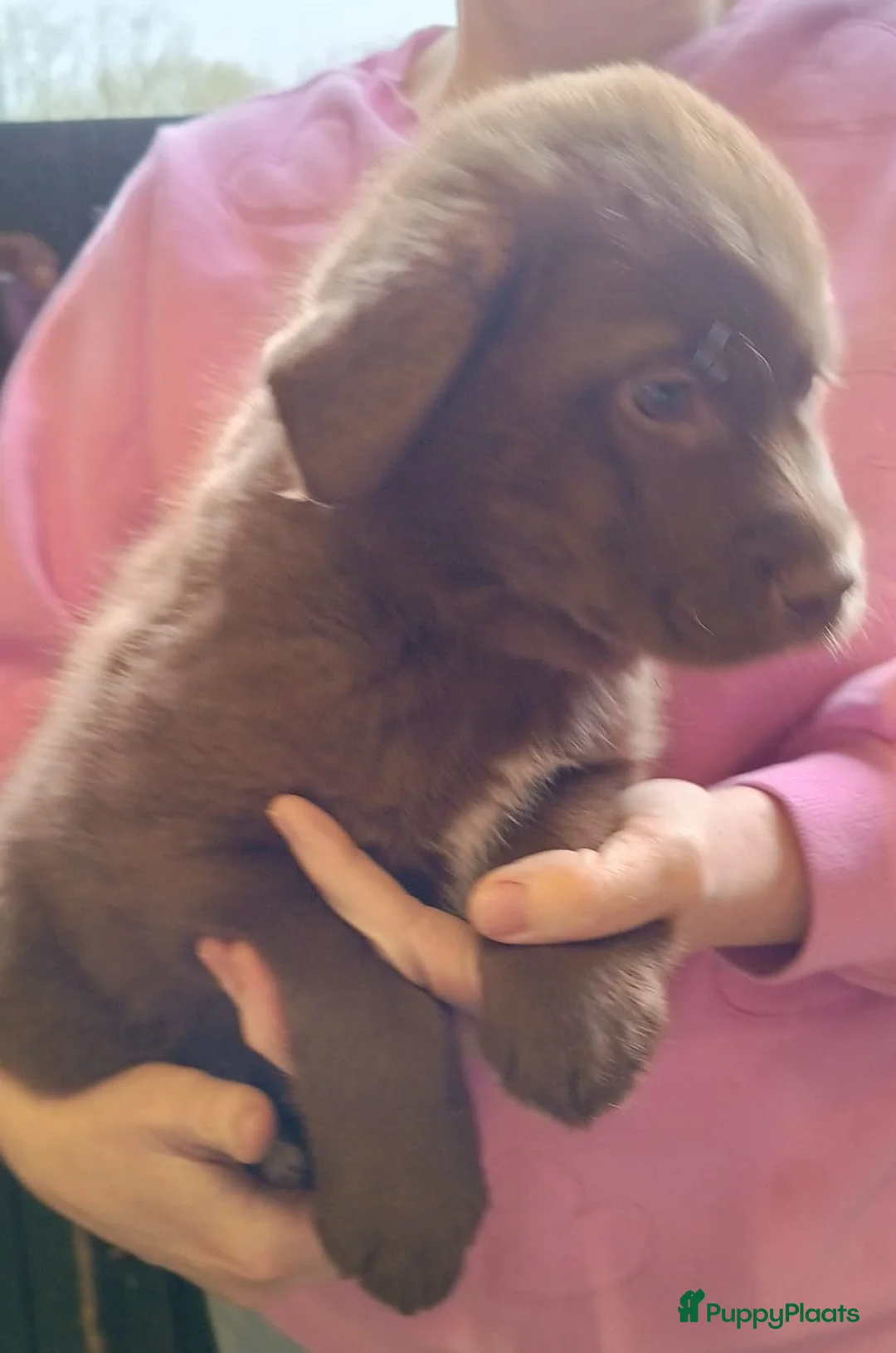 Kruising honden te koop: Labrador X Wolfsgrauwe Keeshond - Advertentie 8