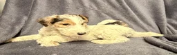 Fox Terriër Draadhaar honden te koop: Fox terriër Draadhaar pups te koop - Advertentie 11