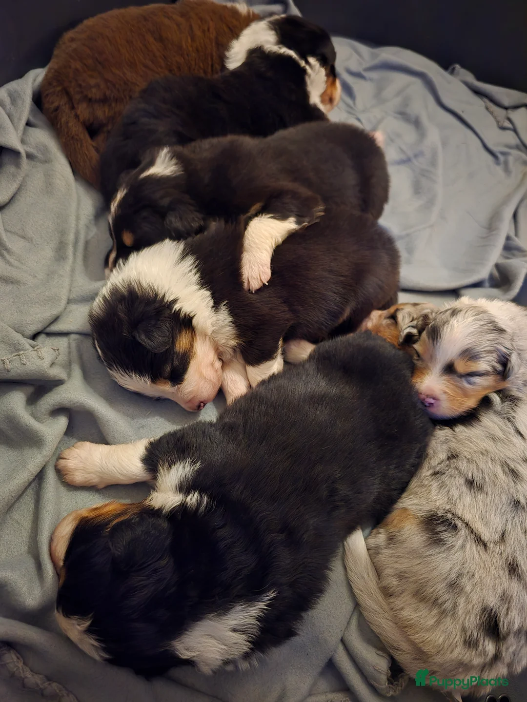 Australian Shepherd honden te koop: Australische Herder puppy's (zie foto's) - Advertentie 9
