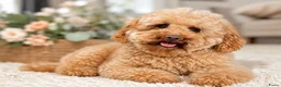Cavapoo honden te koop: Cavapoo pups getest hypoallergeen mini doodle - Advertentie 12