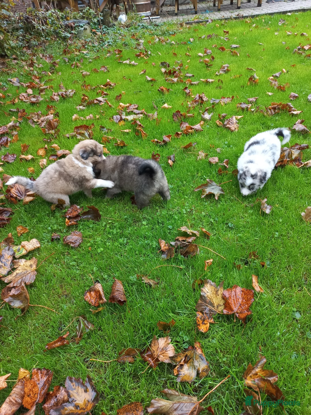 Kruising honden te koop: Mooie pups  mogen weg in de week van 27 november - Advertentie 11