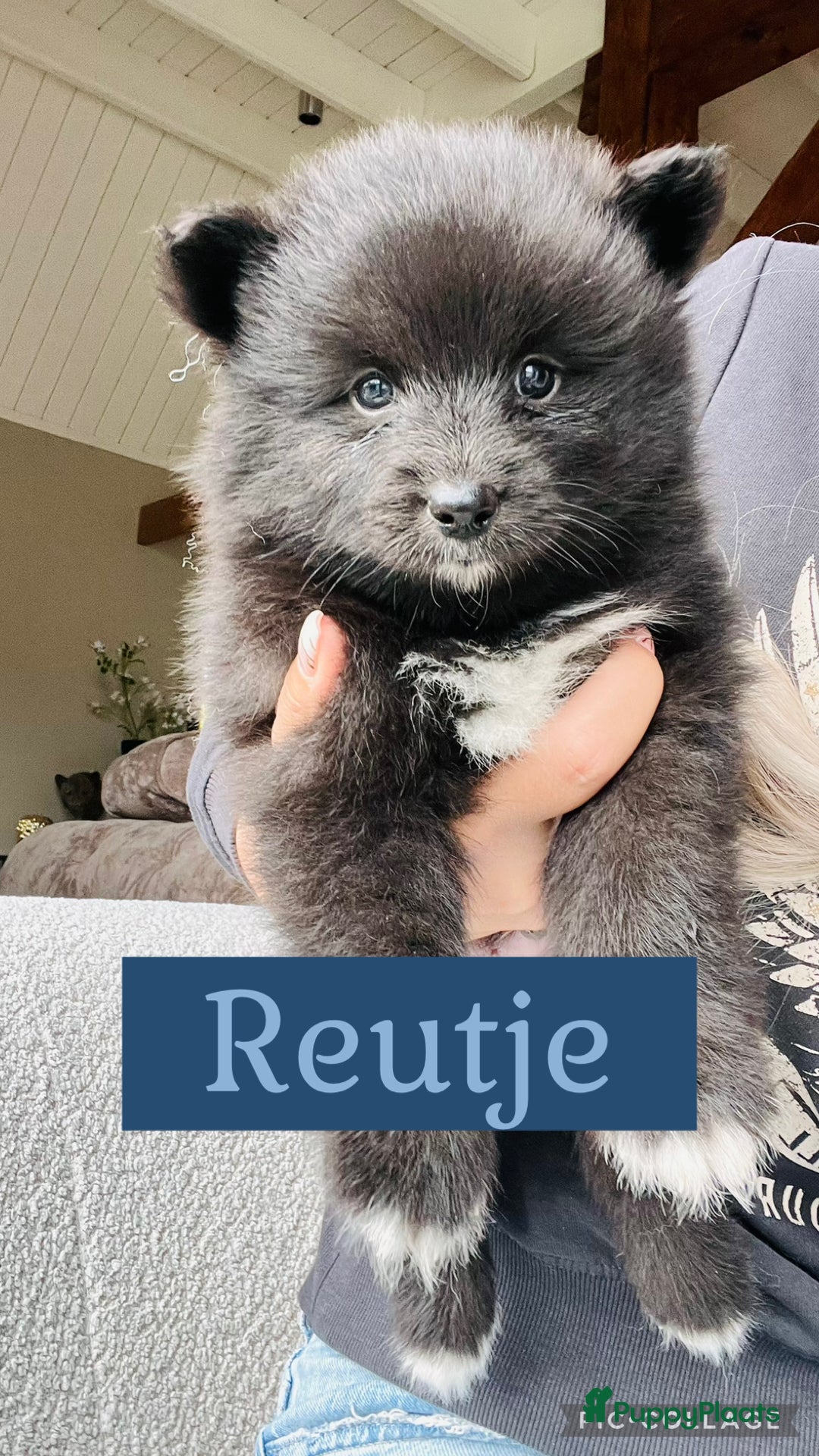 Pomsky honden te koop: Pomsky pups  - Advertentie 2