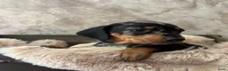Teckel (korthaar)  honden te koop: Prachtige dwerg teckels  - Advertentie 3