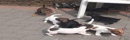 Jack Russel Terriër honden te koop: Jack russel pups REUTJES - Advertentie 6