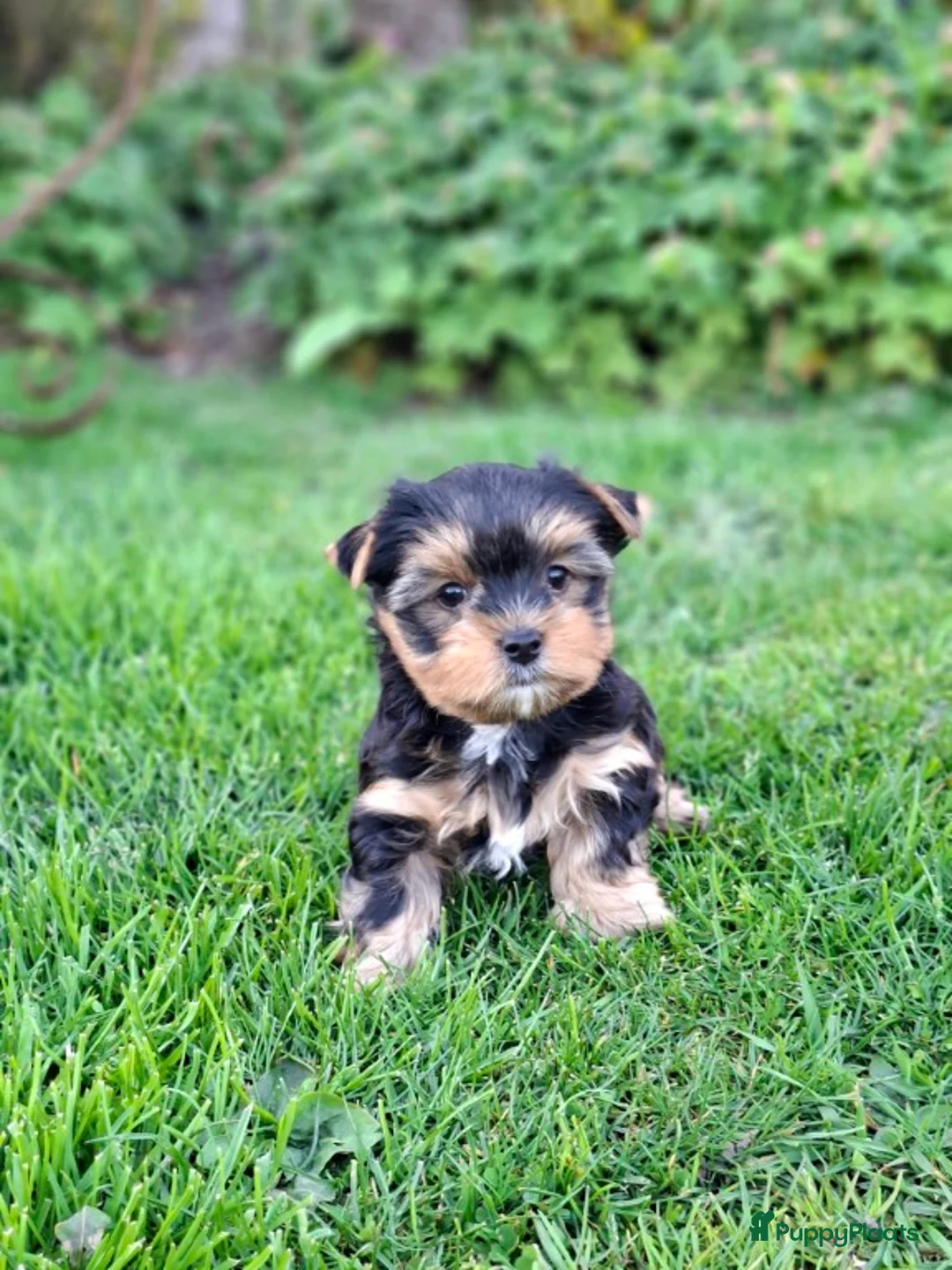 Yorkshire Terriër honden te koop: Yorkshire Terriër pup reu - Advertentie 1