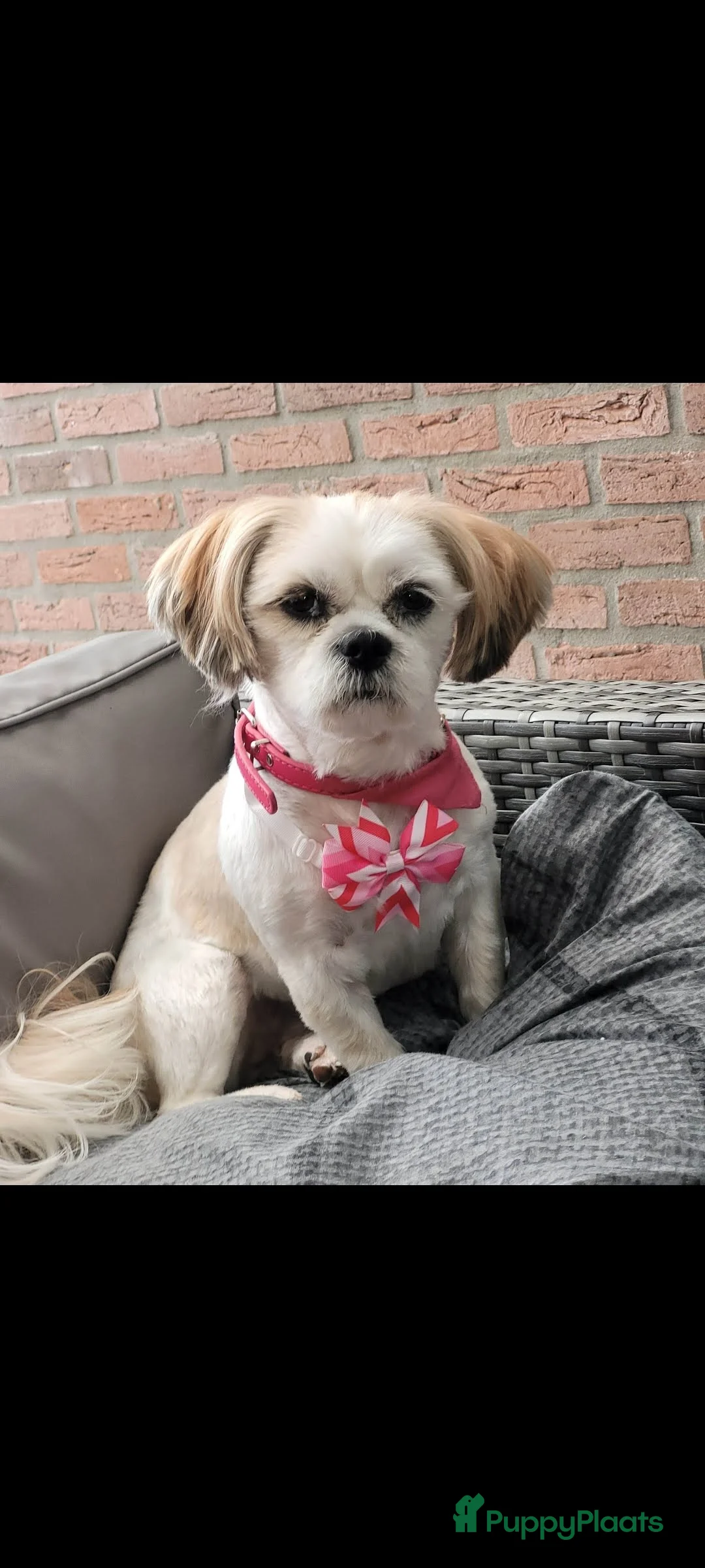 Shih Tzu honden te koop: Shih tzu nestaankondiging  - Advertentie 6