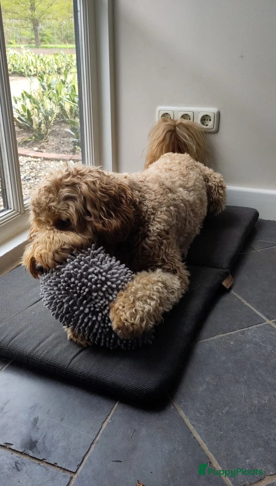 Australian Labradoodle honden te koop: Australian labradoodle (medium) - Advertentie 16