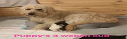 Goldendoodle honden te koop: Exclusieve Goldendoodle puppy’s large formaat in Diepenheim - Advertentie 4