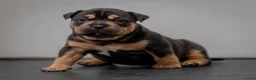 Amerikaanse Bully honden te koop: American Bully pocket pups verwacht  - Advertentie 26