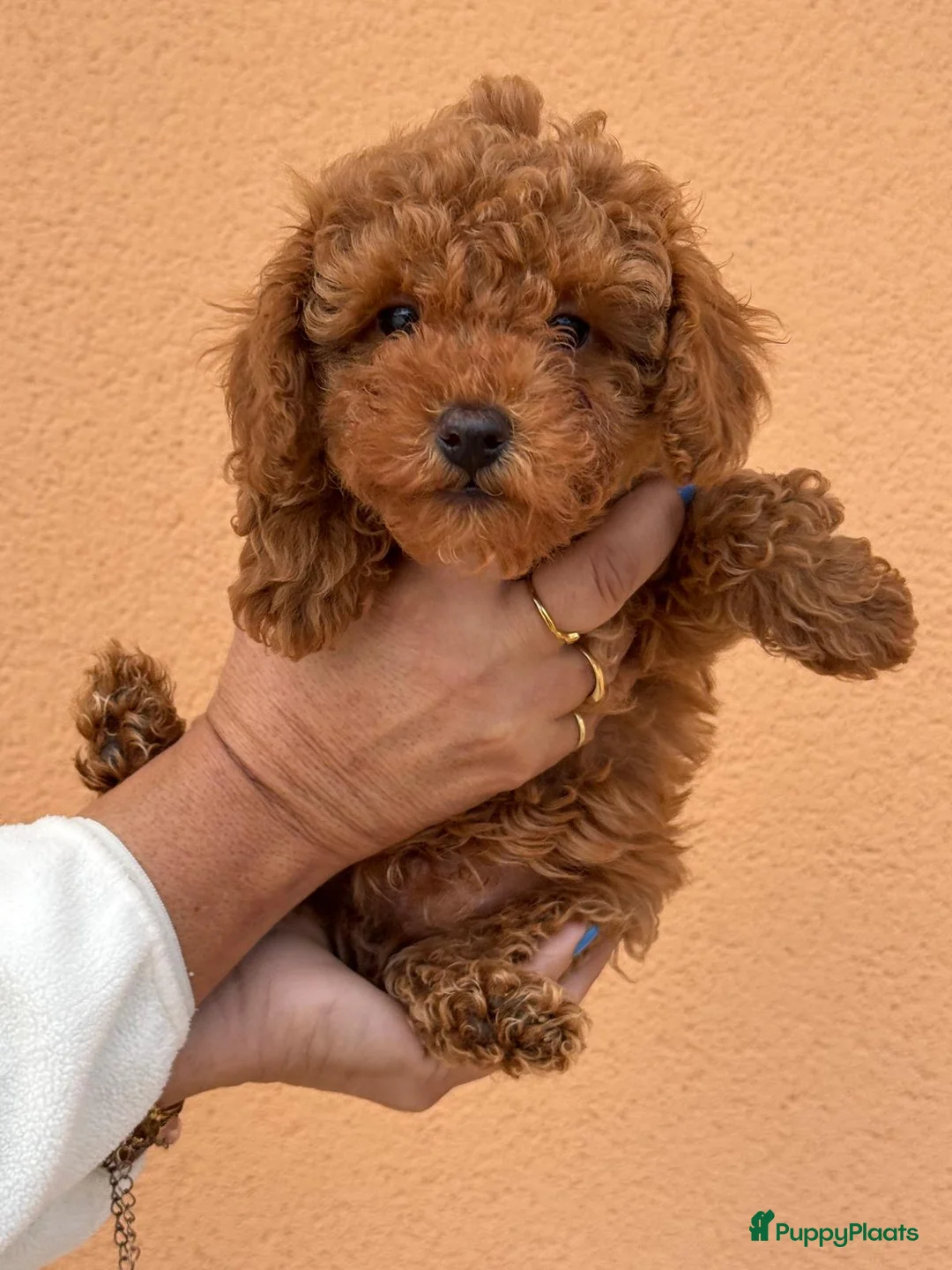 Poedel Toy honden te koop: Toypoedel toy poedel - Advertentie 15