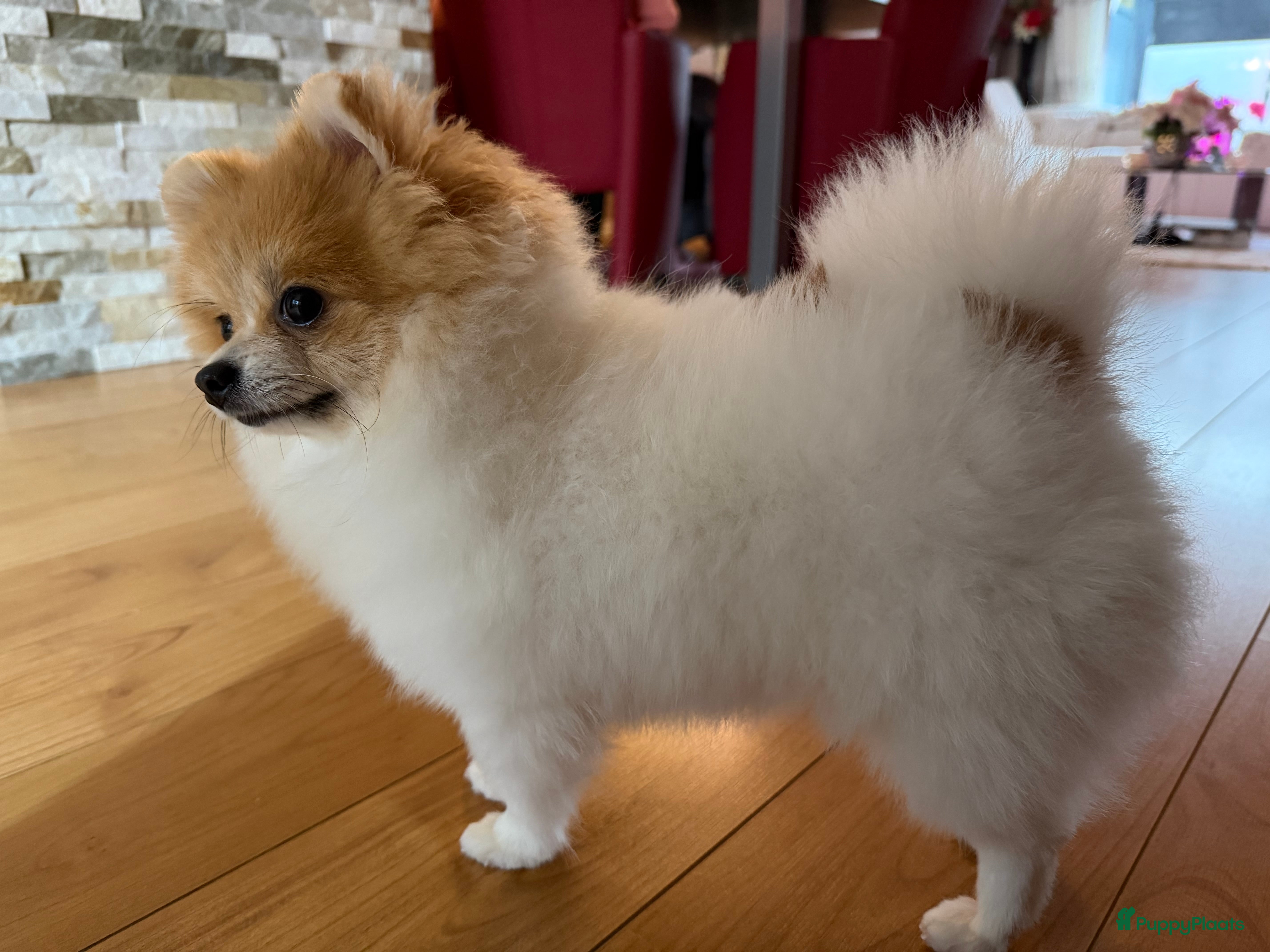 Pomeriaan honden Pommi zoekt nieuw baasje - Advertentie 7