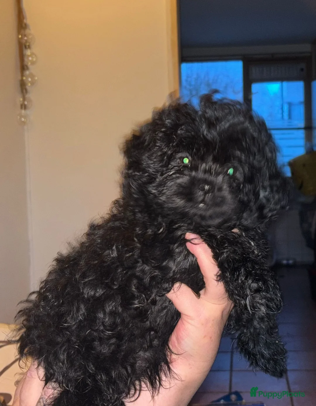 Kruising honden te koop: Nog 2 pups - Advertentie 2