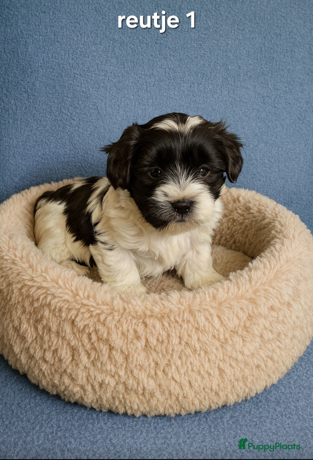 Kruising honden te koop: Mooie gezonde boomer pups.Maltezer maal Shih tzu  - Advertentie 2