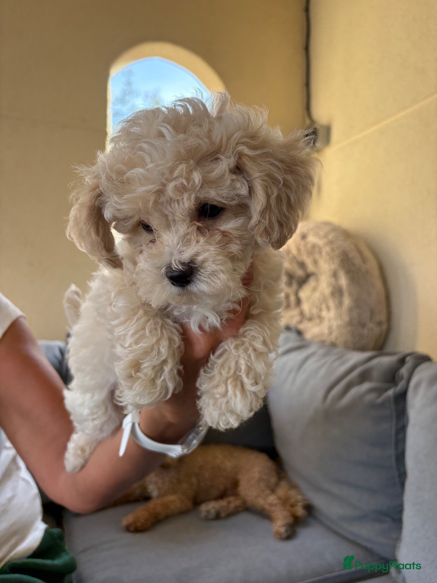 Poedel Toy honden Toy poedelpups - Advertentie 1