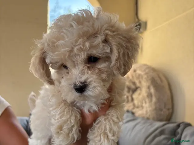Poedel Toy honden te koop: Toy poedelpups - Advertentie 1