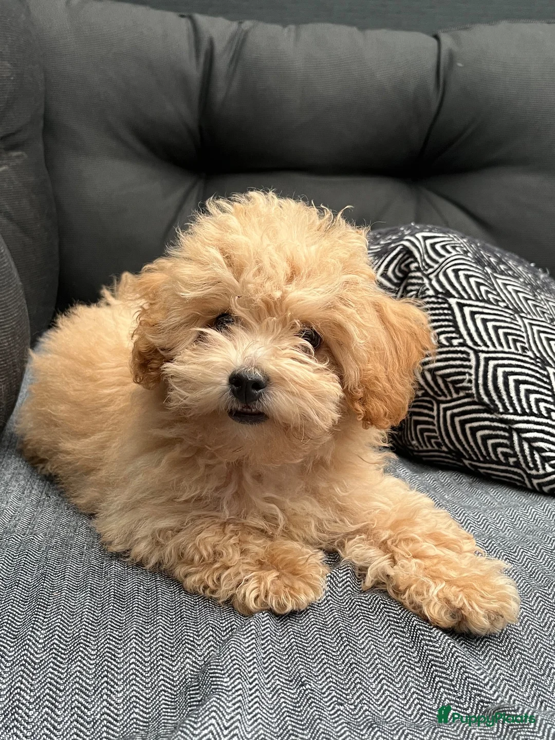 Poedel Toy honden te koop: Kleine poedel teefje in Huizen - Advertentie 2
