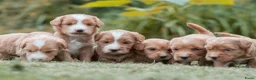 Kruising honden te koop:  Prachtige rood/apricot Medium Doodle pups  - Advertentie 12