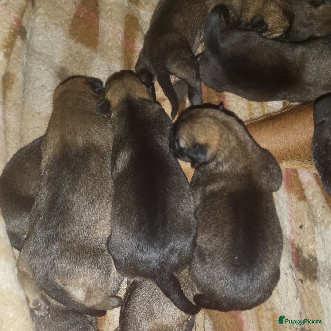 Kruising honden te koop: Mechelse herder × Ridgeback Mechelse herder - Advertentie 5