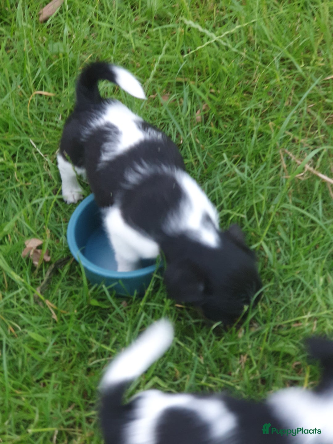 Jack Russel Terriër honden te koop: Lieve ruwharige JACK RUSSELTJES Laagbenig, dď - Afbeelding 4