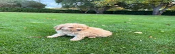 Labradoodle honden te koop: Dwergpoedel x Labradoodle pups - Advertentie 24