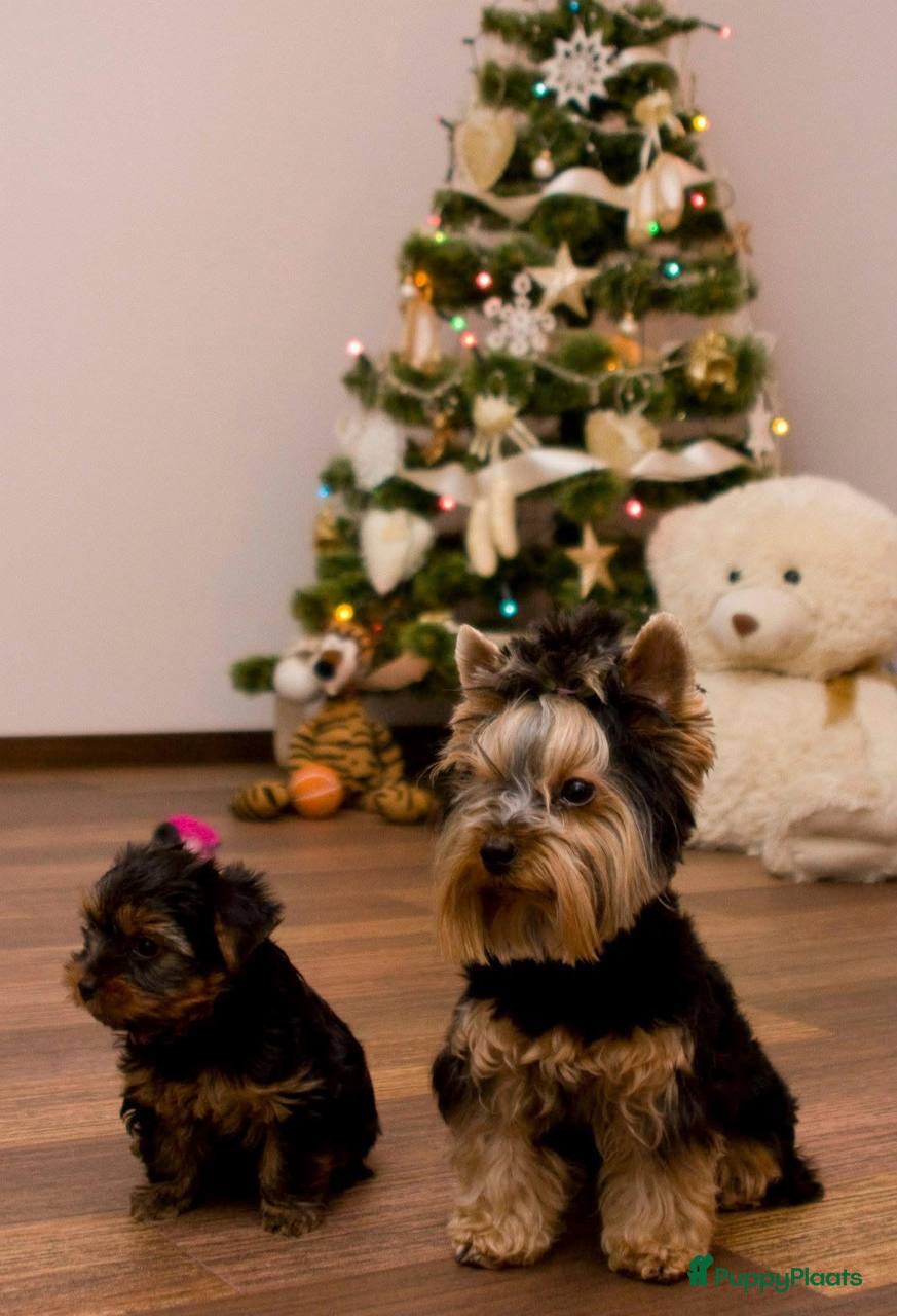 Yorkshire Terriër honden Yorkshire terrier Welpen - Advertentie 1