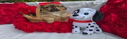 Pekingees honden te koop: Heel mooi Pekinees reutje - Advertentie 11