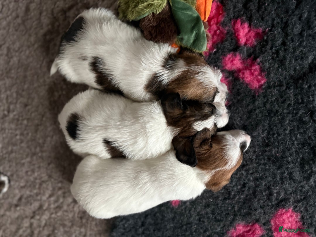 Jack Russel Terriër honden te koop: Ruwharige Jack Russel pups te koop - Advertentie 3