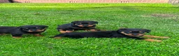 Rottweiler honden te koop: Mooie rottweiler pups tekoop - Advertentie 8
