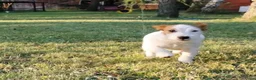 Jack Russel Terriër honden te koop: Jack Russell in Hoofddorp - Advertentie 2
