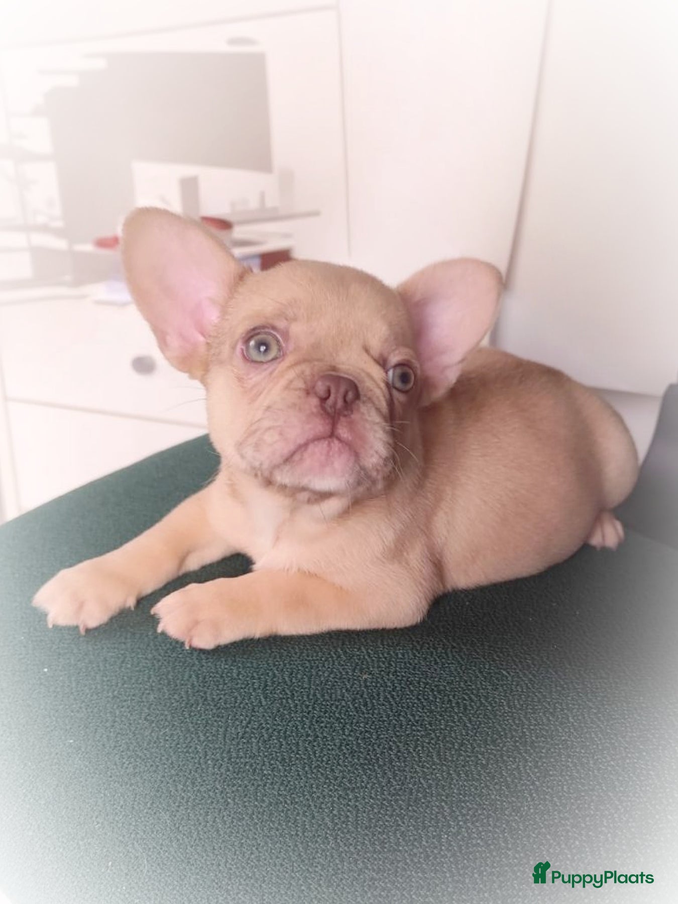 Franse Bulldog honden Laatste Franse bulldog reutje mag verhuizen - Advertentie 2