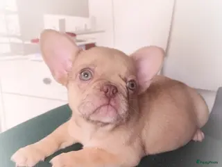 Franse Bulldog honden Laatste Franse bulldog reutje mag verhuizen - Advertentie 2
