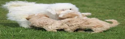 Maltipoo honden te koop: Knappe maltipoo pups. - Advertentie 22