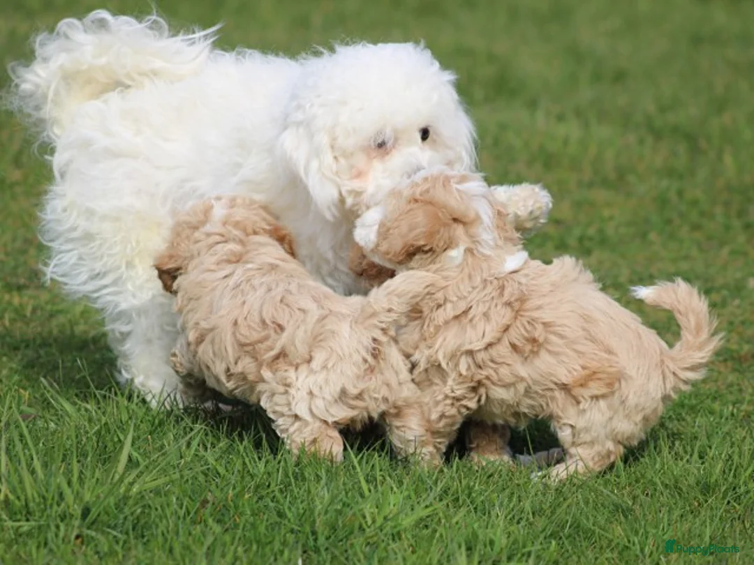 Maltipoo honden te koop: Knappe maltipoo pups. - Advertentie 22