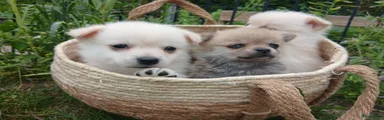 Pomchi 3