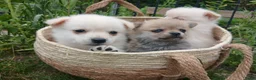 Pomchi honden te koop: Lieve pomchis - Advertentie 13
