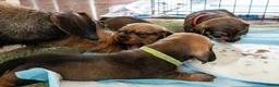 Ruwhaar Teckel honden te koop: Prachtige Ruwharige Teckel pups - Advertentie 24