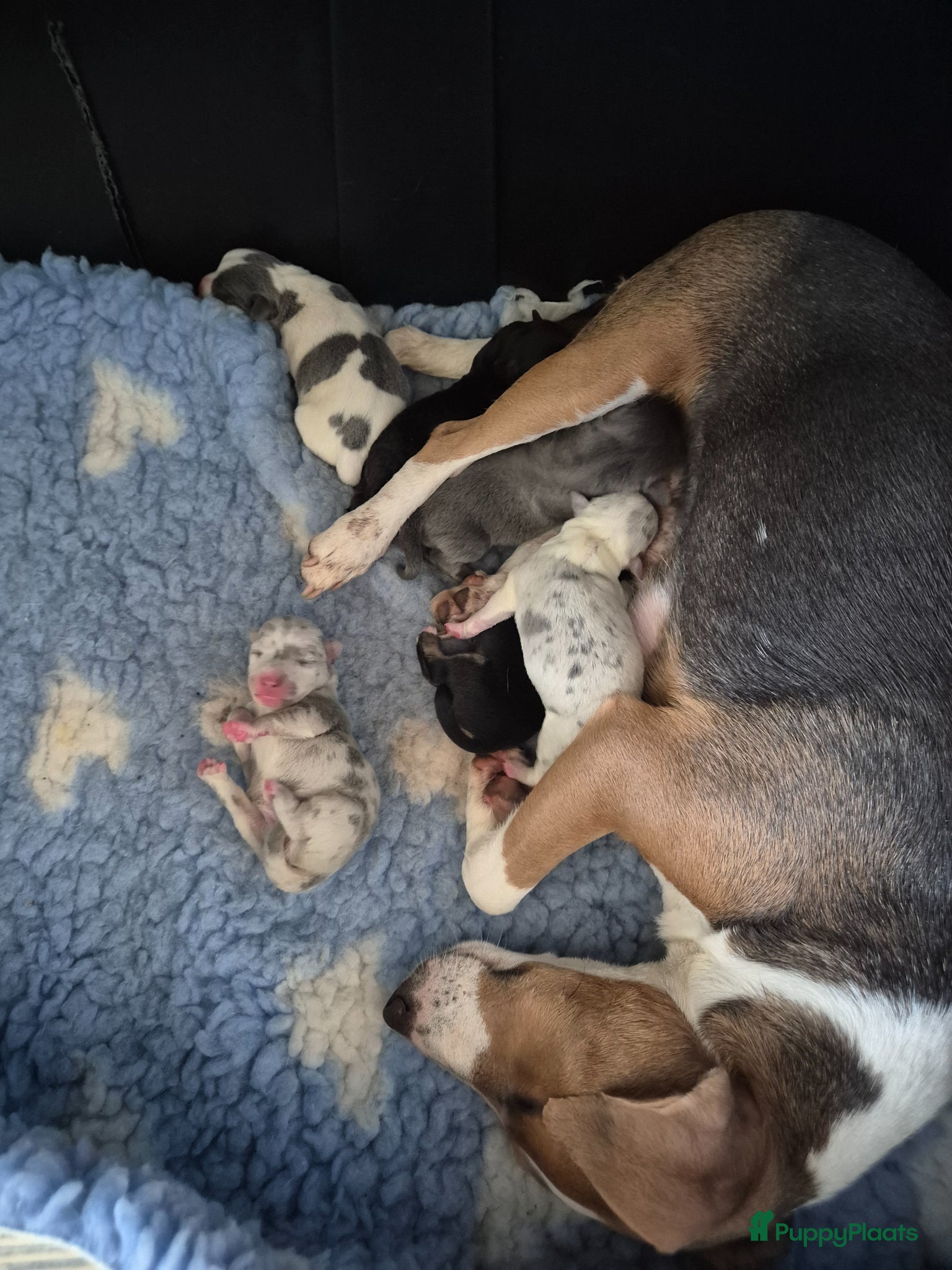 Jack Russel Terriër honden Gezonde Jack russell pups te koop - Advertentie 1