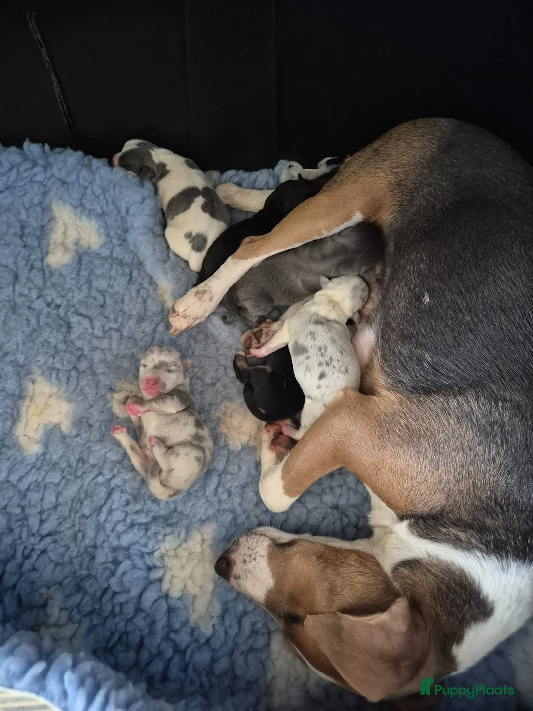 Jack Russel Terriër honden te koop: Gezonde Jack russell pups te koop - Advertentie 1