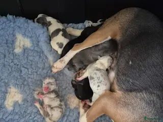 Jack Russel Terriër honden Gezonde Jack russell pups te koop - Advertentie 1